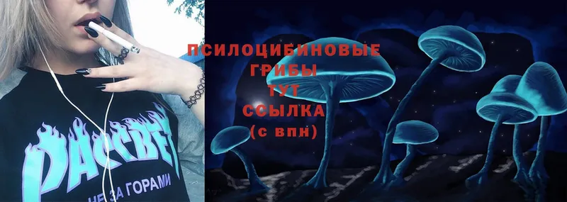 сколько стоит  Заинск  Псилоцибиновые грибы Psilocybe 